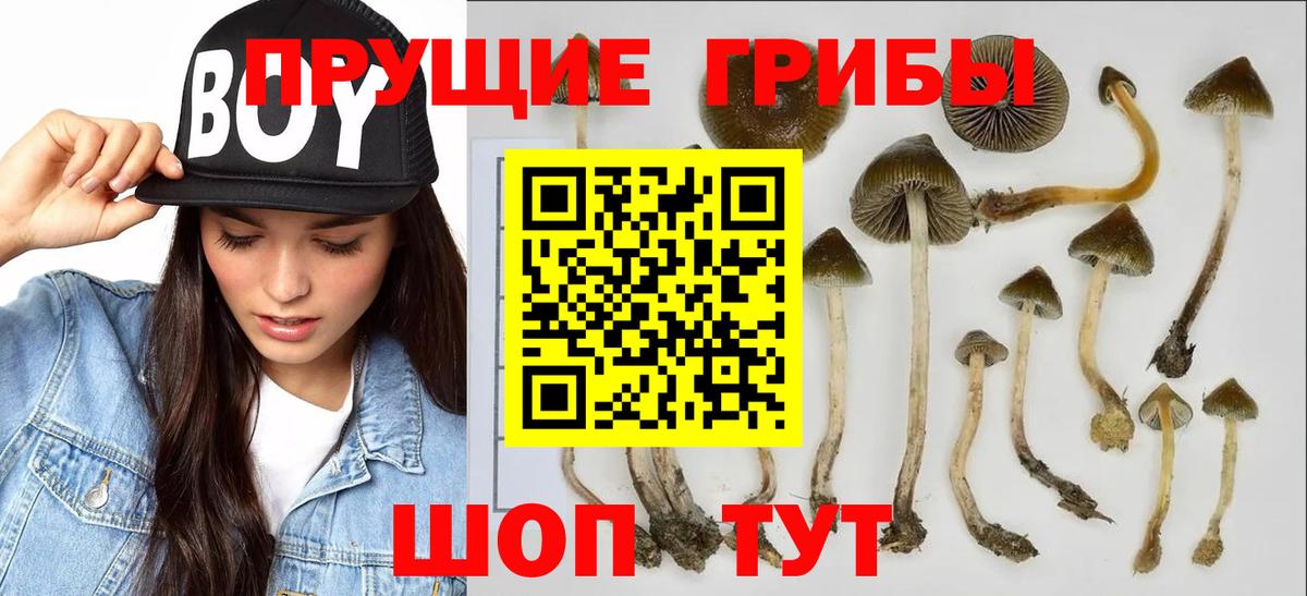 Галлюциногенные грибы ЛСД Прохладный